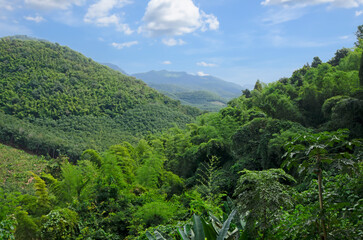 Naklejka na ściany i meble Green forest on mountains with blue sky background
