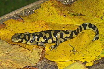 Natural closeup of the Barred tiger salamander , Ambystoma mavortium on yellow fallen leafs