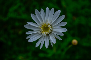 Obraz premium Beautiful flowers that decorate a beautiful garden in Bandung