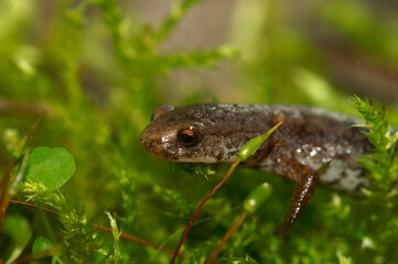 Natural facial closeup on a Four toed salamander, Hemidactylium scutatum sitting in green moss