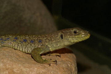 Closeup on an endangered Ocellated lizard, Timon lepidus, sitting on a rock