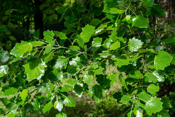 Parks in St. Petersburg, Russia.