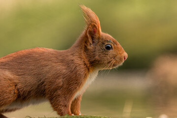 Red squirrel in its natural habitat