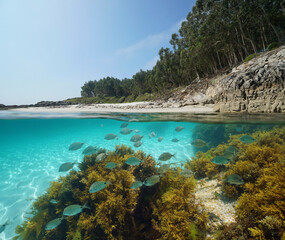 Beach coastline and fish with algae underwater in the Atlantic ocean, split view half over and under water surface, Spain, Galicia, Rias Baixas, natural scene