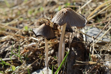 mushroom in the grass