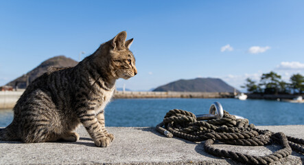 Obraz premium 堤防で座る猫