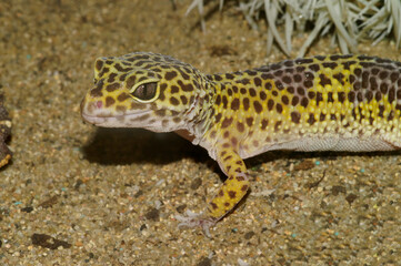 Closeup on a colorful common leopard gecko, Eublepharis macularius in a terrarium