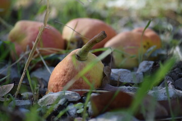 Pear under the tree