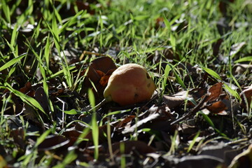 Pear under the tree