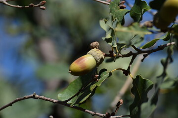 oak branch with acorns