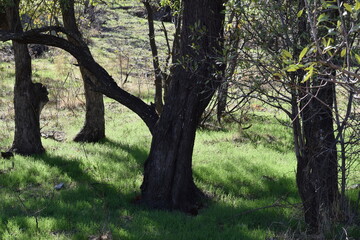 trees in the forest