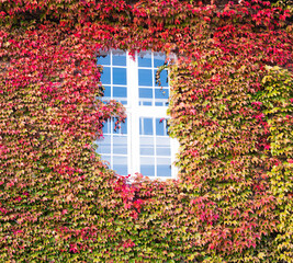 An ivy overgrown wall on the majestic old building in Copenhagen