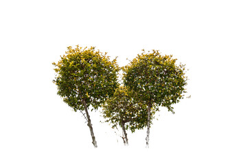 a plant
