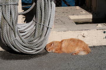 A fluffy, longhair orange cat takes a nap beside a large coil of rope.