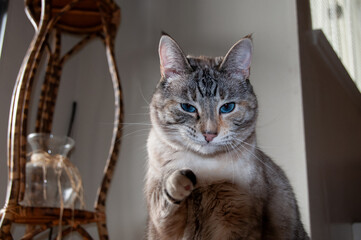 Blue-eyed cat pointing a paw toward the camera