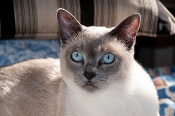 Purebred Tonkinese cat with deep blue eyes and dark face