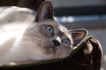 Purebred Tonkinese cat with deep blue eyes and dark face