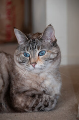 Portrait of a blue-eyed, domestic tabby cat