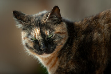 Portrait of a multi-colored, adult, feral Jerusalem street cat