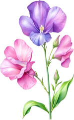 Watercolor painting of Sweet Pea Flower. 