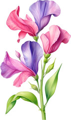 Watercolor painting of Sweet Pea Flower. 