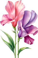 Watercolor painting of Sweet Pea Flower. 