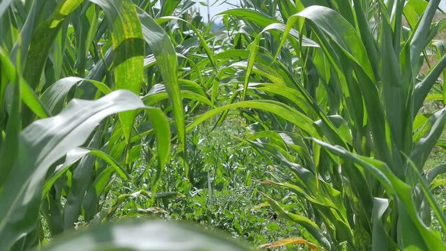 Green corn leaves are blowing in the wind in the field. Rusty red spots on the leaves, infection of cultivated plants with the fungus urediniospore.