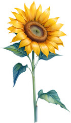 Watercolor painting of Sunflower. 