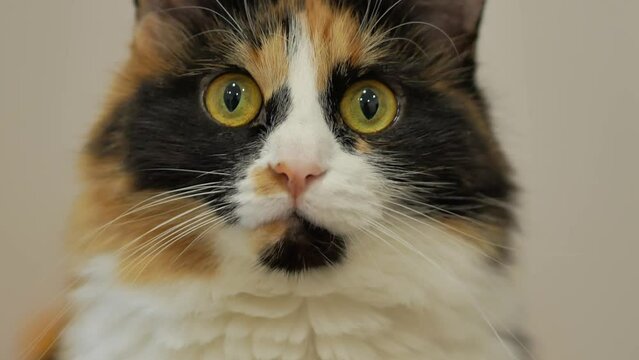 The muzzle of a beautiful tricolor fluffy cat raises its big yellow eyes, looks into the frame. A cute pet.
