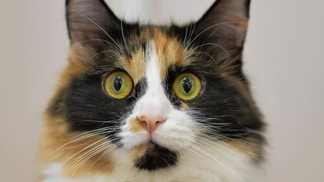 A beautiful tricolor fluffy cat expressively looks into the frame with large yellow eyes, long white mustache sticking out. Close-up of the muzzle. A cute pet.