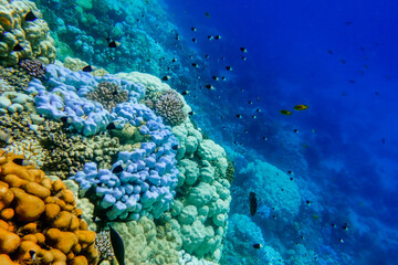different colors and corals with fishes in deep blue water