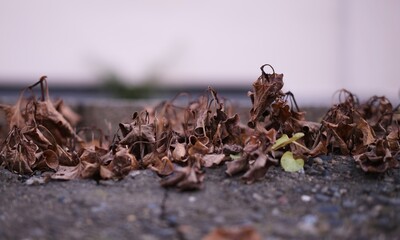 屍のような枯れた植物の世界