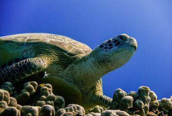 sea turtle lying on corals from the reef and looking up to the surface