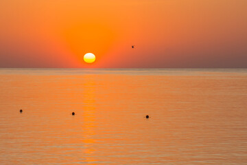 yellow bright shining sun with orange sky and sea with a seagull