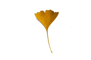 a leaf
