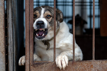 Angry mongrel dog in a cage at an animal shelter. Portrait of an angry dog barking into the camera...