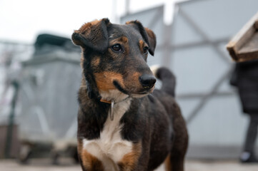 Dog waiting for adoption in animal shelter. Homeless dog in the shelter.