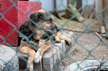 Dog waiting for adoption in animal shelter. Homeless dog in the shelter.