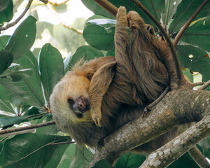 Sloth sleeping in a Tree in Chauita National Park, Costa Rica