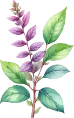 Watercolor painting of holy basil flower. 