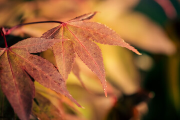 red autumn leaves