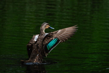Pacific Black Male Duck Flapping It's Wings In the Water - Scientfic name  is Anas superciliosa 