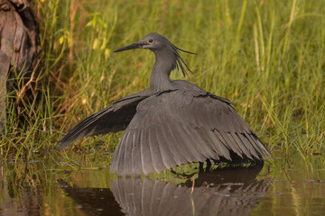 Black heron - Egretta ardesiaca - covering the water with wings. Photo from Okavongo Delta in Bostwana.	