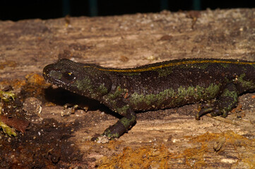 Closeup on a rarely photographed European hybrid newt species , a female Triturus blasii with a typical yellow dorsal line