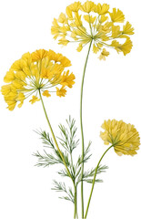 Watercolor painting of Dill flower.

