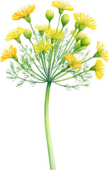 Watercolor painting of Dill flower.
