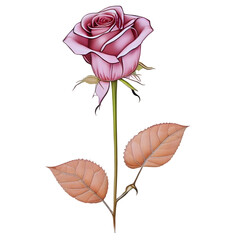 Pink Rose Flower isolated on white