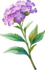 Watercolor painting of Desert Sand Verbena flower. 