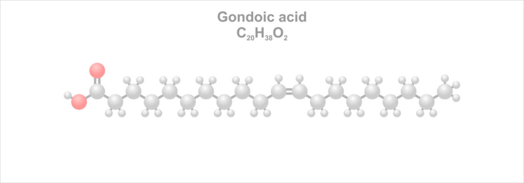 Gondoic acid. Simplified scheme of the molecule. Found in plant oils and nuts.