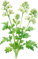 Watercolor painting of Coriander flowers.